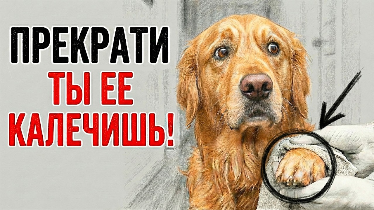 Вы УБИВАЕТЕ доверие собаки, когда делаете ЭТИ 5 вещей после прогулки!