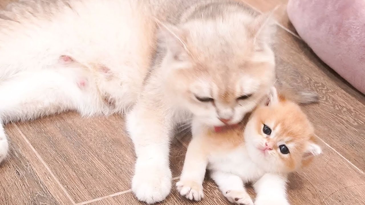 The sound when mom cat calls her kittens to nurse and when she washes for them is melt your heart.