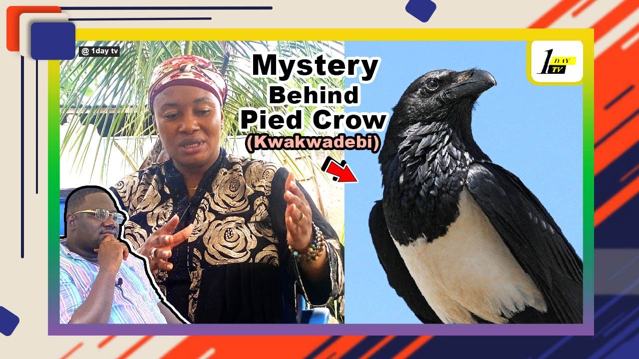 Powerful Mystery Behind Pied Crow Kwakwadebi For Third Eye Rituals | Nature Servant Goes All Out