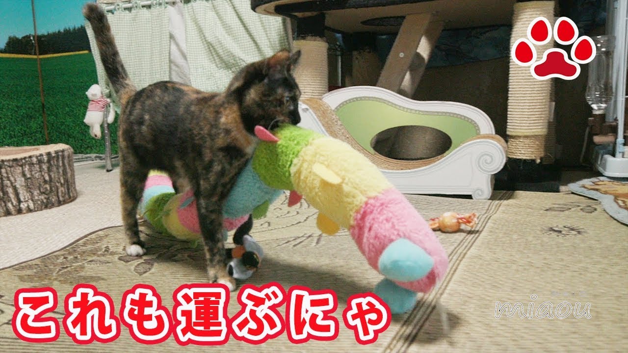 子猫が捕まえて来たもの【瀬戸のらな日記】What cute kitten Lana caught