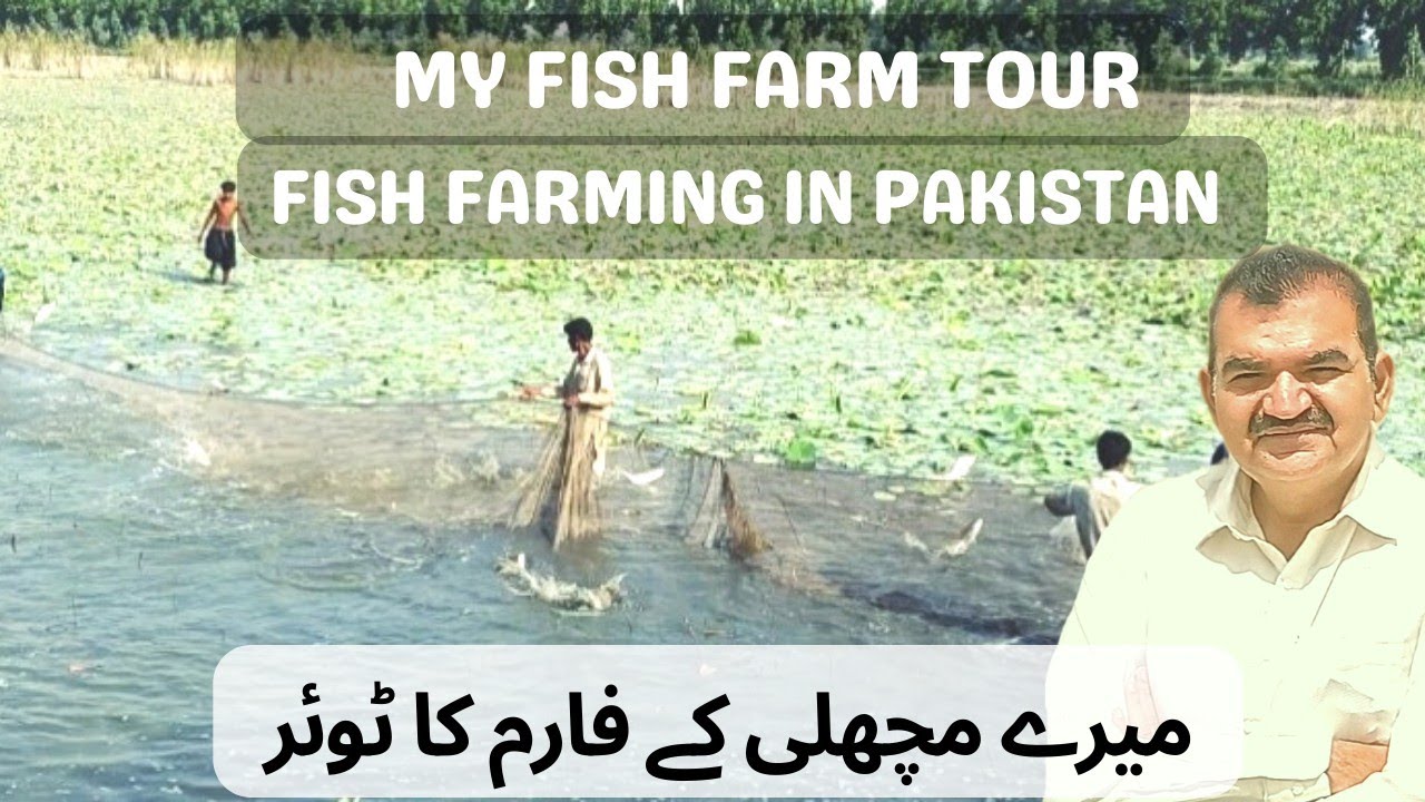 my fish farm tour.#KASvlogs #sujawal #thatta#fishfarming #