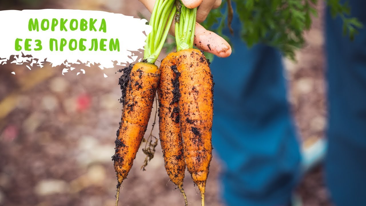 ПРОСТОЙ СПОСОБ ПОСЕВА МОРКОВИ С ХОРОШИМ РЕЗУЛЬТАТОМ. Садим-сеем. Мой опыт.