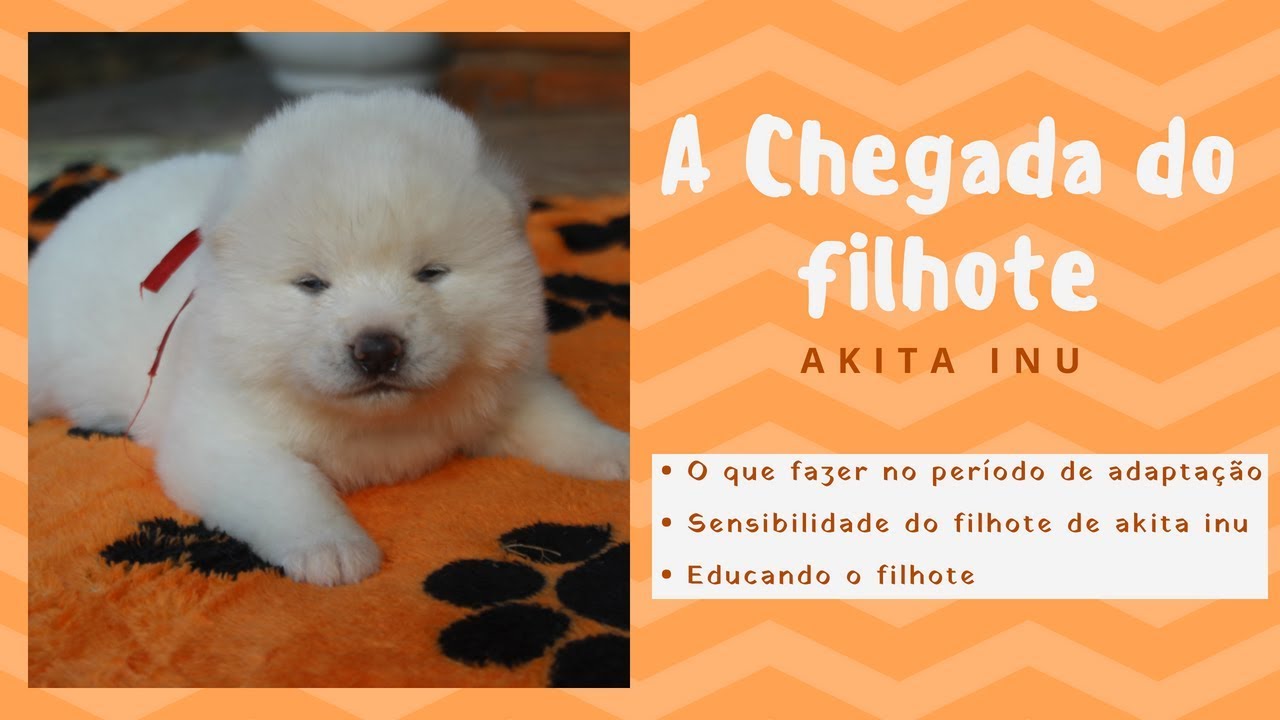 A CHEGADA DO FILHOTE AKITA INU | CANIL HIDETAKA'S