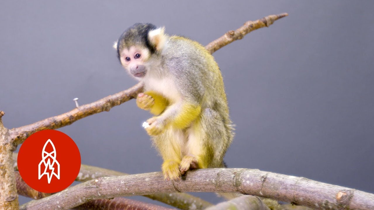This Adorable Squirrel Monkey Is Losing Its Home