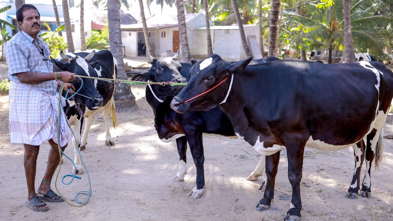 മാന്യമായ വിലയിൽ പശുക്കൾ വാങ്ങാം 👍 | cow broker Krishnakumar #youtube #dairyfarming #cow  #vairal