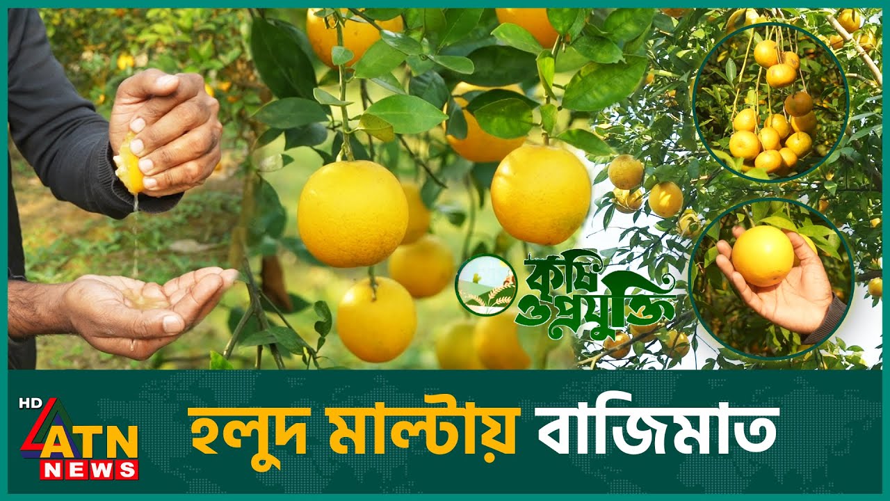 হলুদ মাল্টা চাষে লাভ কয়েক গুণ বেশি! | Krishi O Projukti | Malta Fruit Cultivation | ATN News