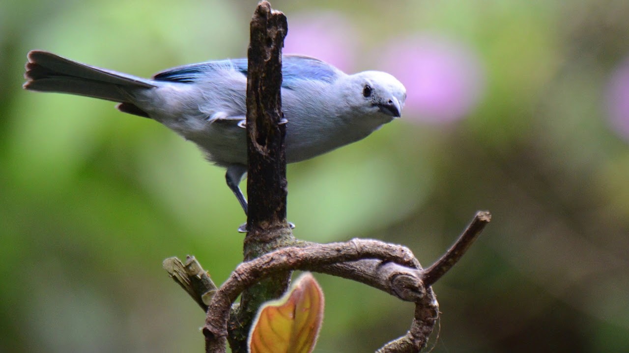 Entrevista al ornitólogo Gary Stiles: efectos del cambio climático en las aves