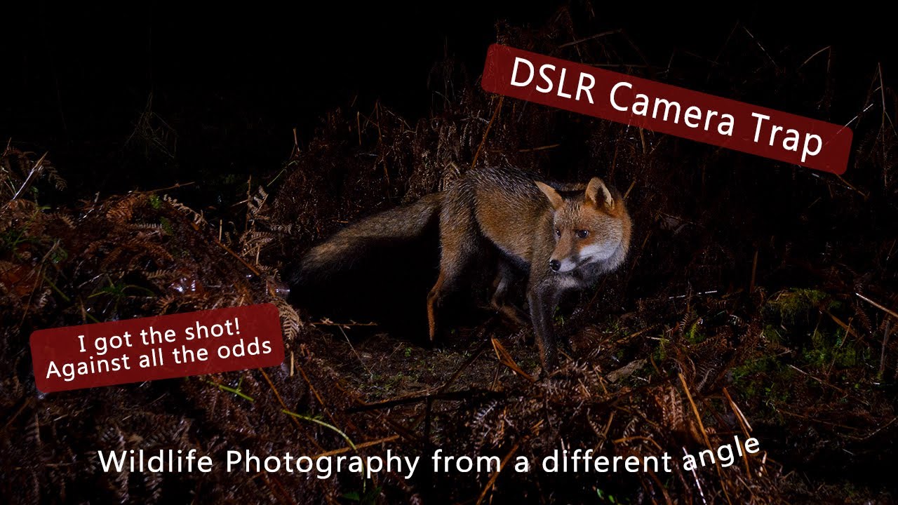 DSLR Camera trap - An image against all the odds