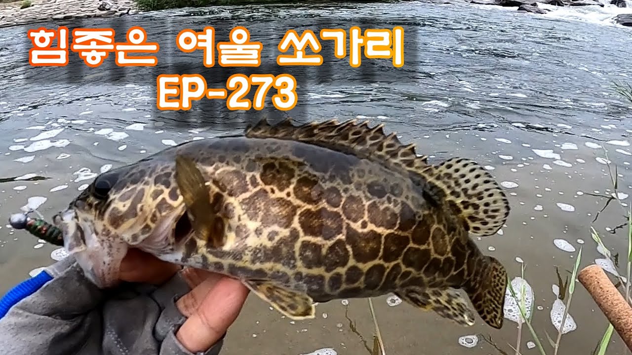 초보 친구 vs 낚시 고수 ? 쏘가리 대결의 결과는 EP-273