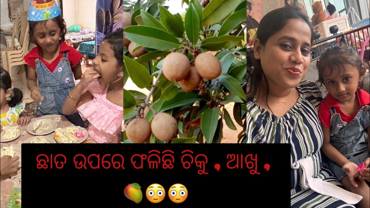 Sriya ra bdy ! ଛାତ ଉପରେ ଫଳିଛି ଚିକୁ, ଆଖୁ 🥭 😳😳 #dailyvlog #familyvlog #comedy #funny 
