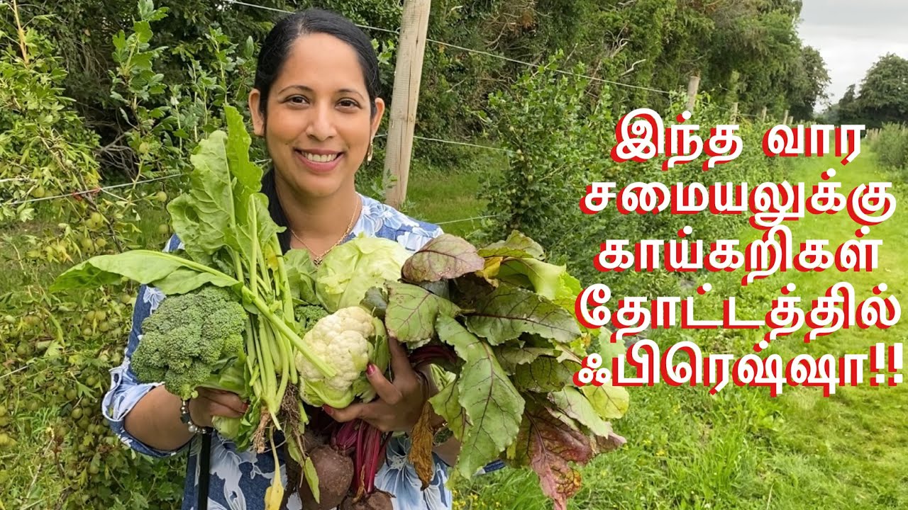 இந்த வார சமையலுக்கு காய்கறிகள் தோட்டத்தில் ஃபிரெஷ்ஷா!! | Picking Fresh Veggies for this week