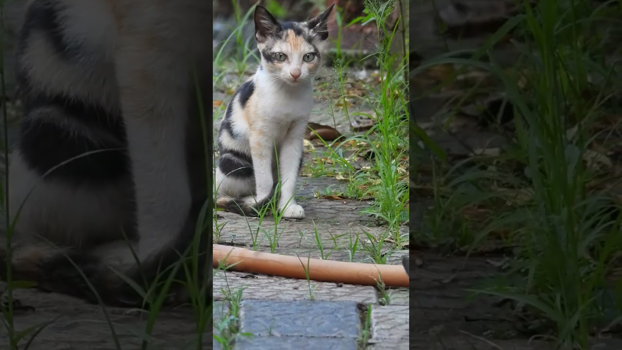Cute/funny animals #118 #cat #kitten