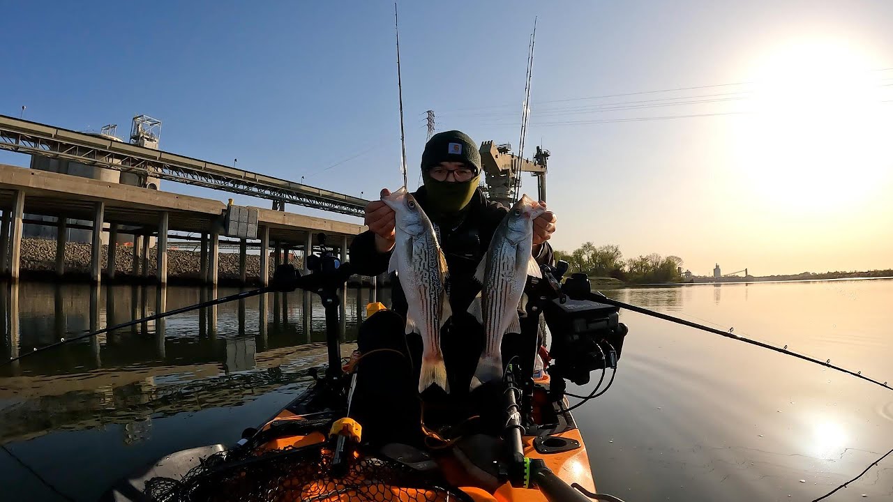 Sacramento River Striper Fishing At The DWC - 2025