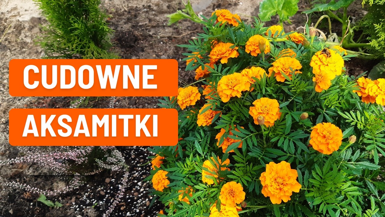 Aksamitki – uprawa z nasion od A do Z. Cudowne aksamitki w ogrodzie