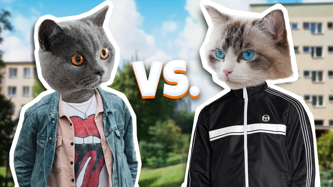 KOT DOMOWY vs PODWÓRKOWY