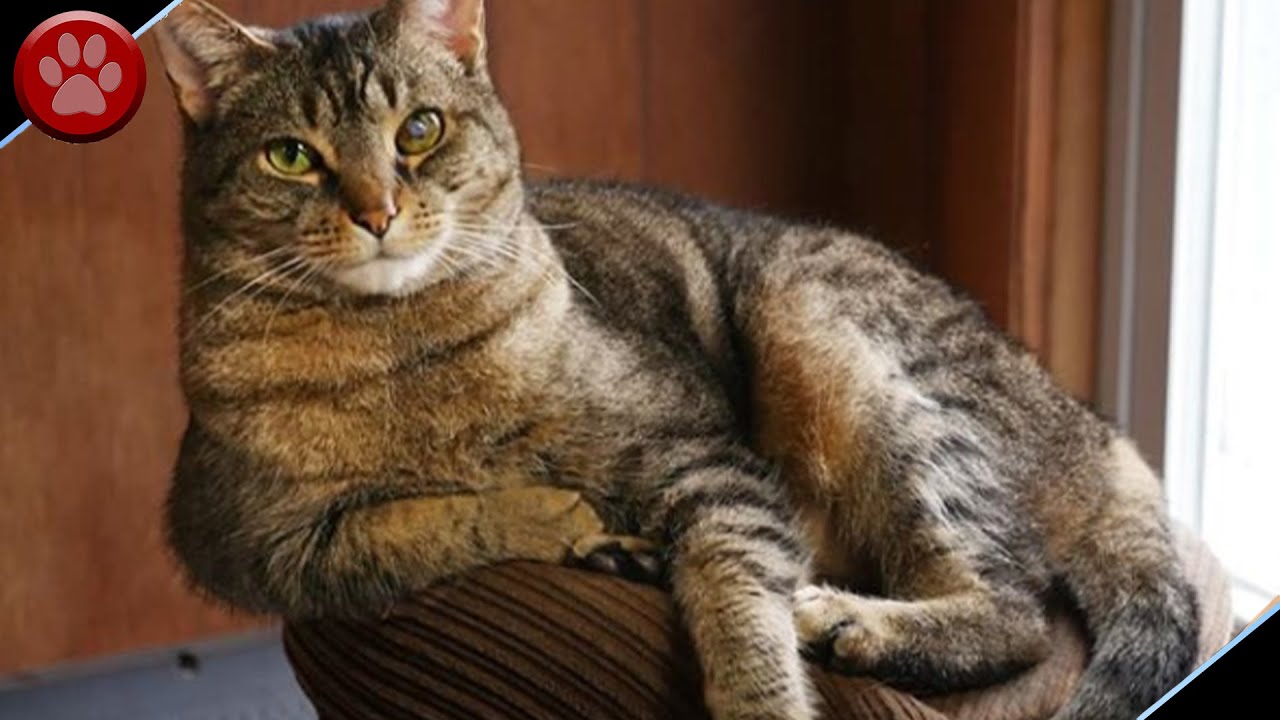 Jack the Cat Passed Away