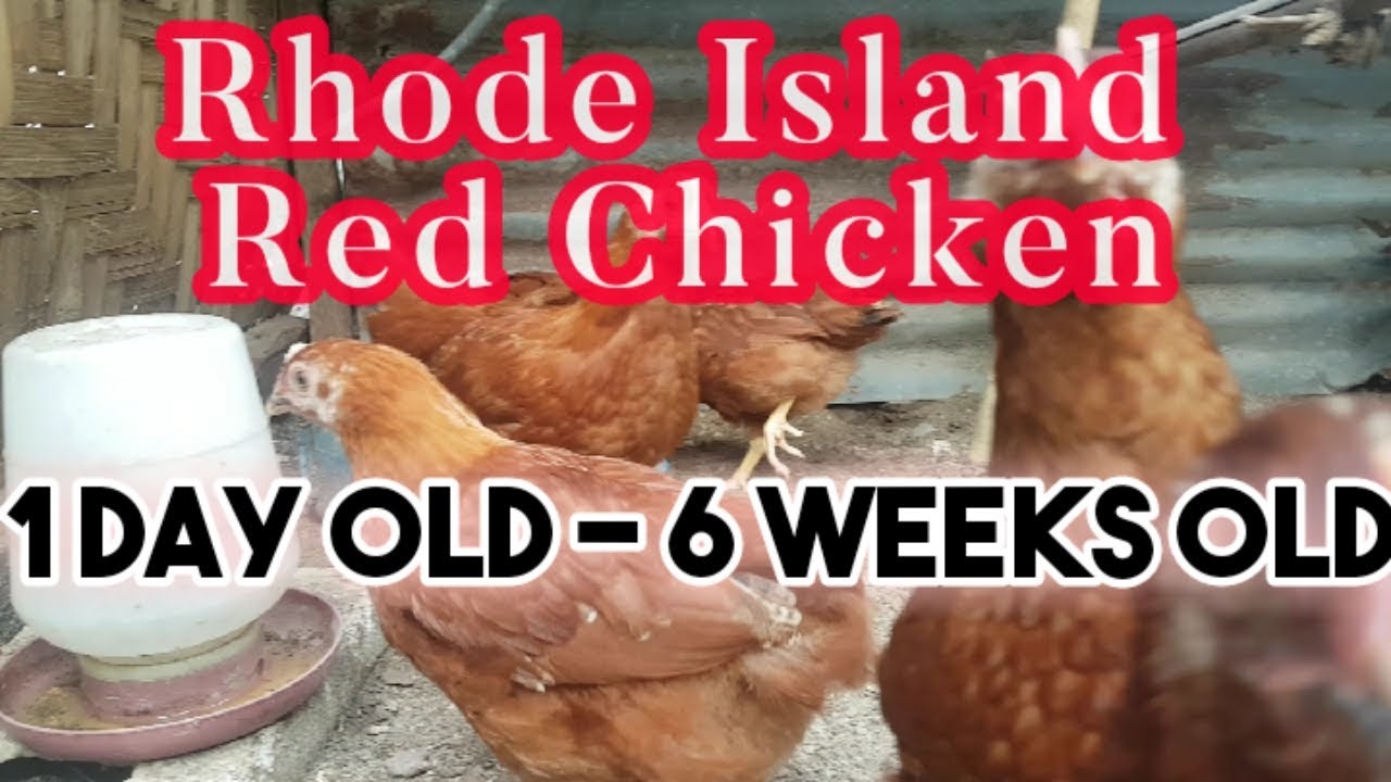 Rhode Island Red | Day Old - 6 weeks Old | Free Range Chicken