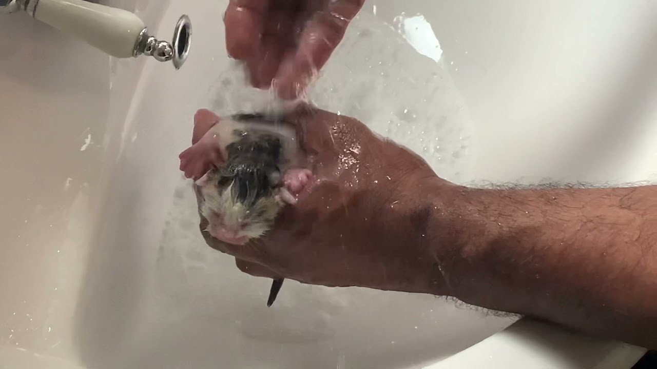 Masrooj&The New Born Kitten-Giving a kitten Flea Bath-Day 2 Till Day 16 of it’s Growth#kitten#cat