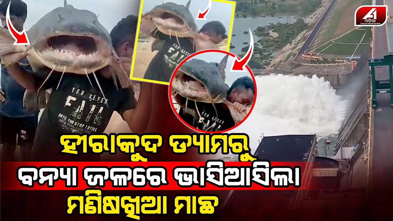 ହୀରାକୁଦ ଡ୍ୟାମ ଭିତରୁ ଏତେ ବଡ଼ ମାଛ ଦେଖି ସମସ୍ତେ ଛାନିଆ l HIRAKUD DYAM FISH l @A1odia