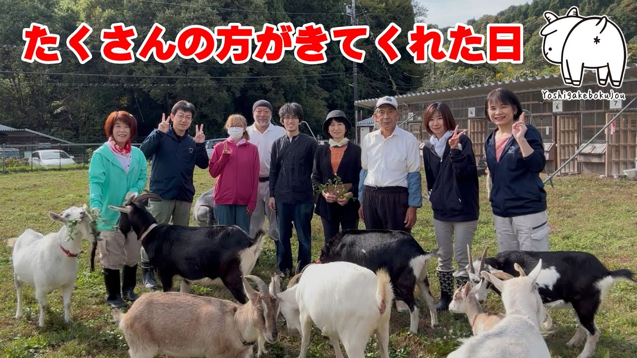 たくさんの方がヤギたちに会いにきてくれた日　2024年10月27日　手作りヤギ牧場 吉がけ牧場 #ヤギ #goatfarm