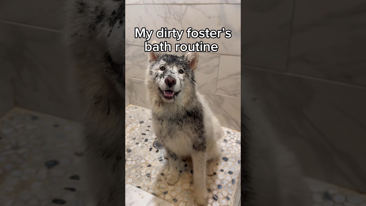 Do you think Denali enjoyed it? 🧼💜🐾 