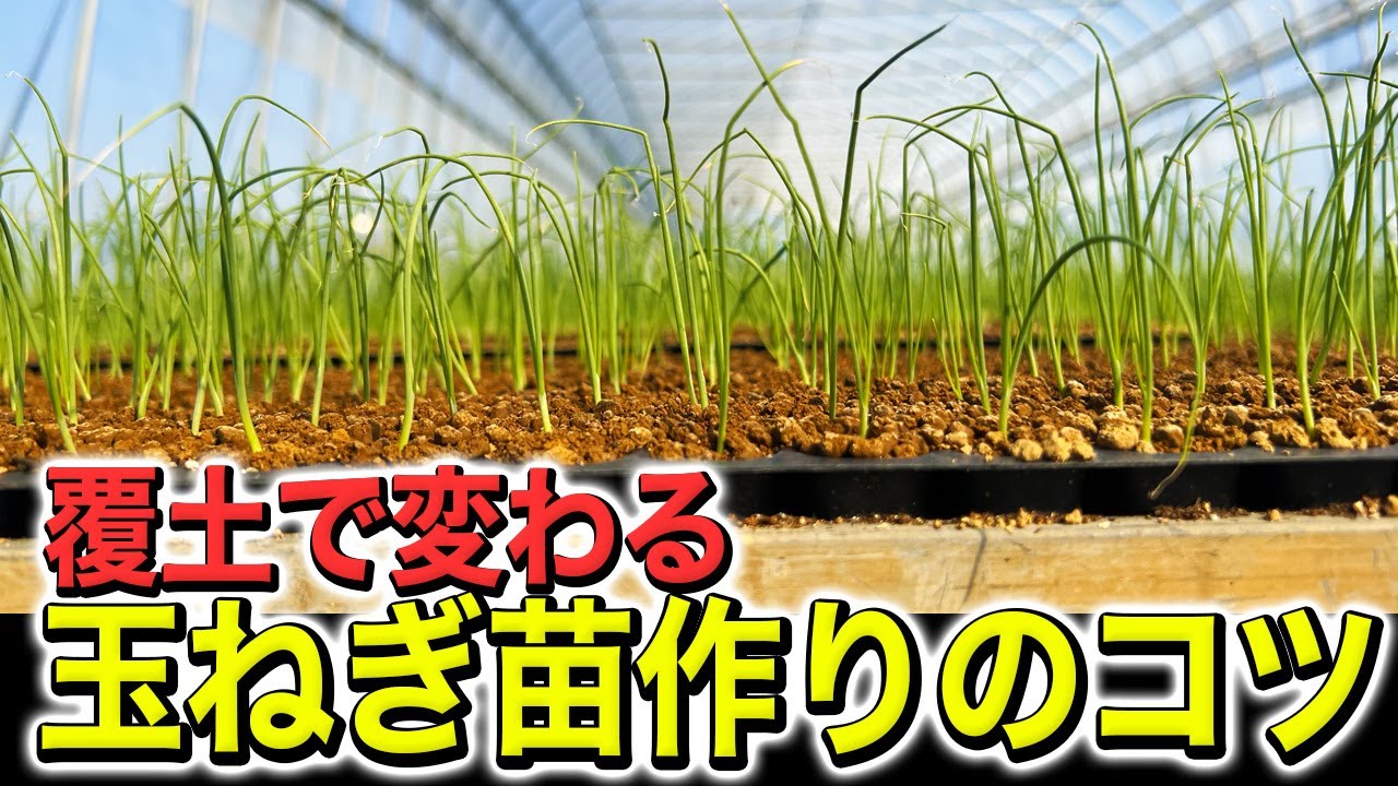 玉ねぎ苗は覆土を変えると管理が簡単になる！！