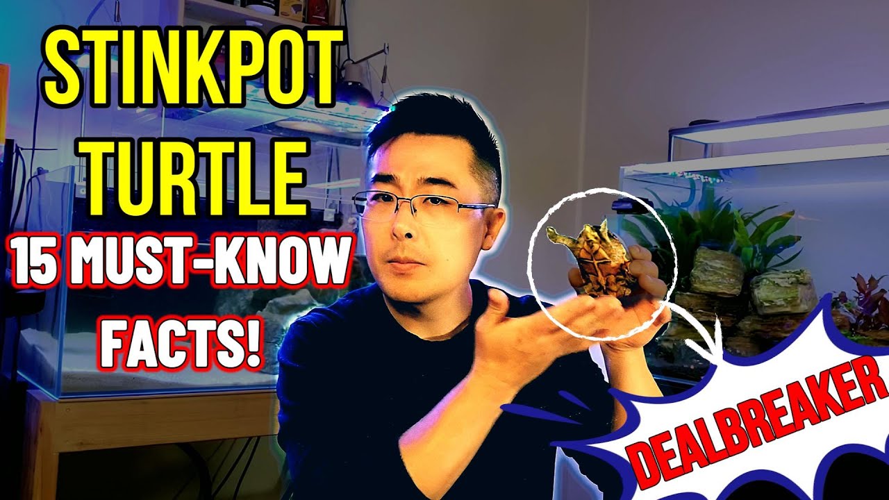 STINKPOT TURTLE CARE: 15 Things Beginners MUST Know (The Good, The Bad, & The DEALBREAKER)