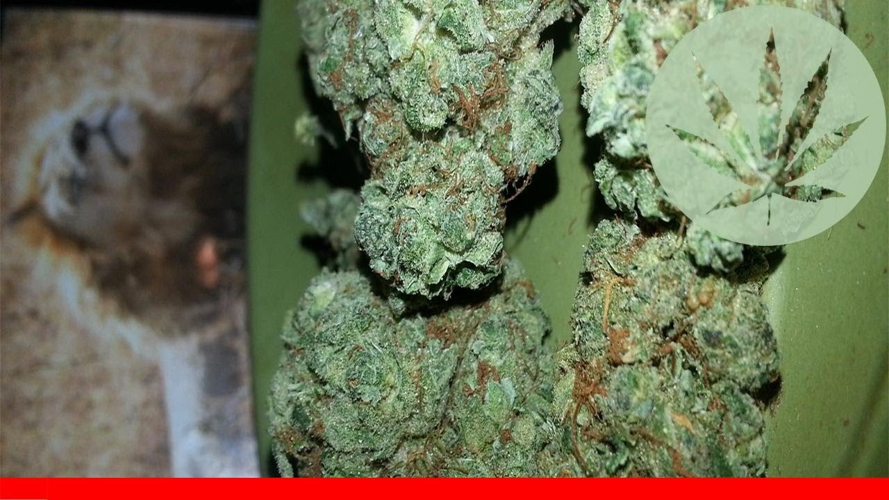 Jack Haze - All About This Strain