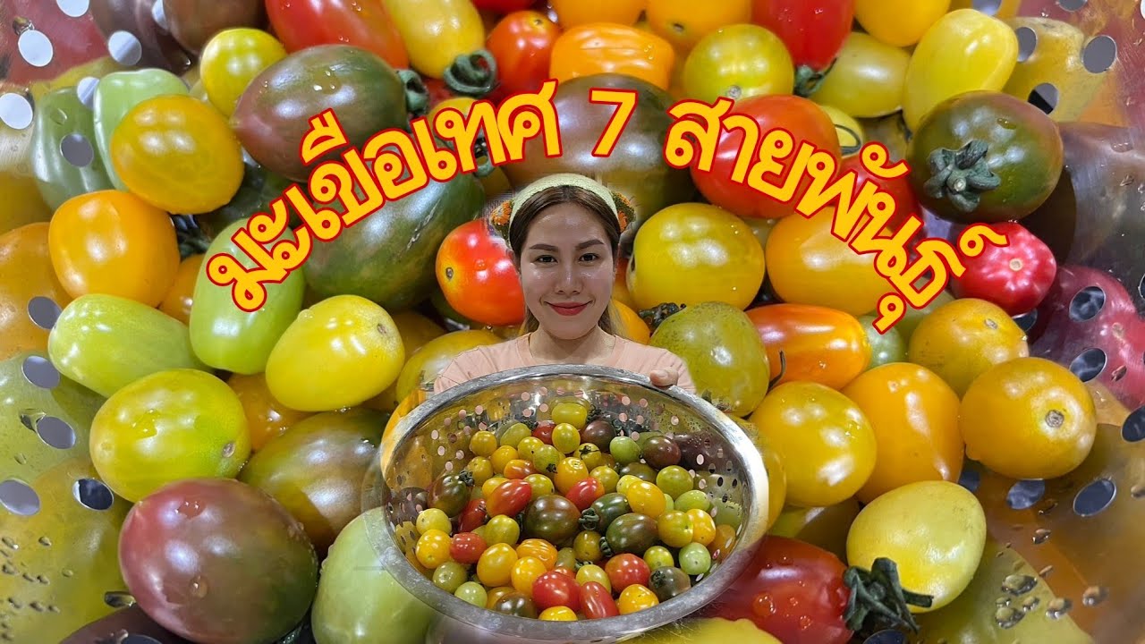 มะเขือเทศเจ็ดสายพันธ์ุ