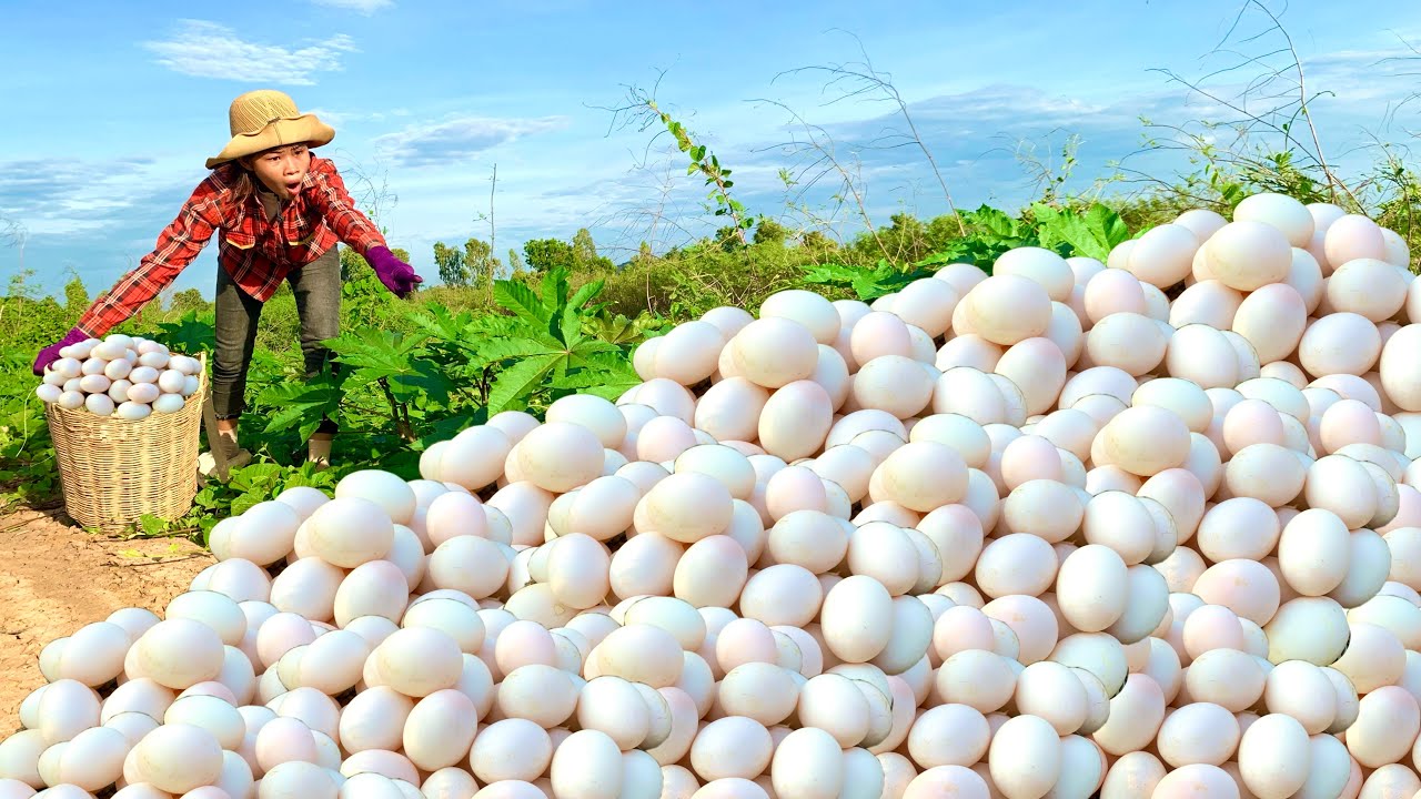 Wow, wow, weird duck eggs A woman picked up many weird duck eggs by the side of the roa