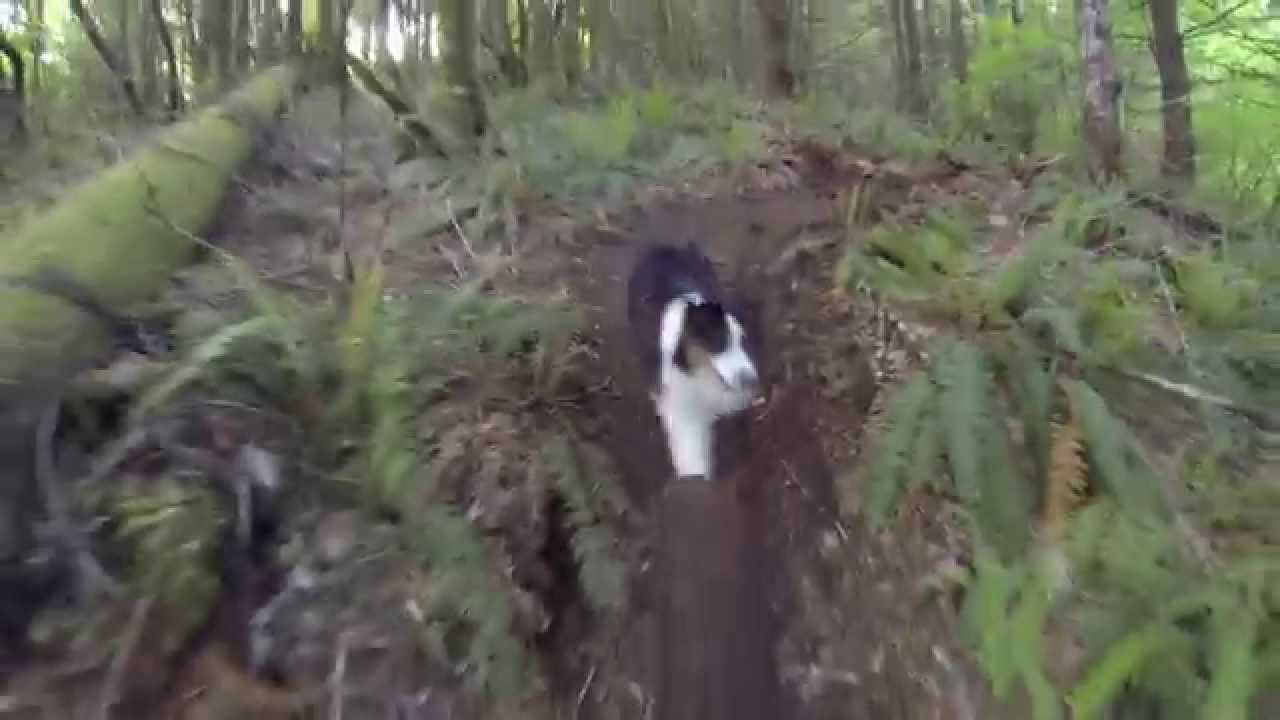 Australian Shepherd Mountain Biking