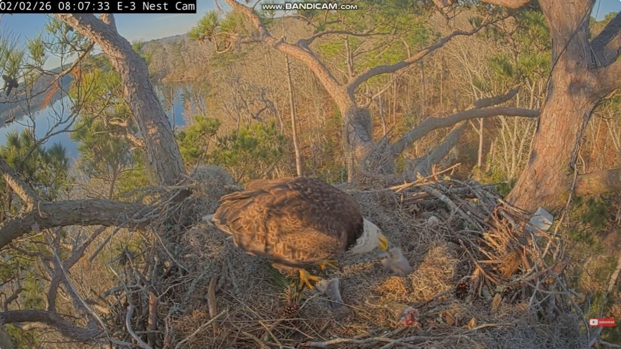KNF Bald Eagle E3- bielik amerykański - Alex II karmi 🐥🐥 maluszki 2026 02 02