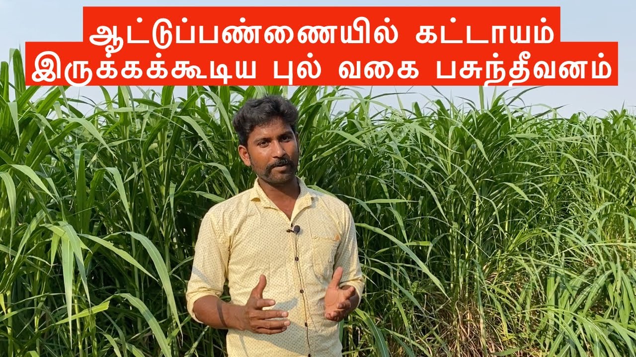 வெள்ளாடு மற்றும் செம்மறி வளர்ப்பில் Cumbu Napier Hybrid | Super Napier grass அவசியமா? CO (CN) 4