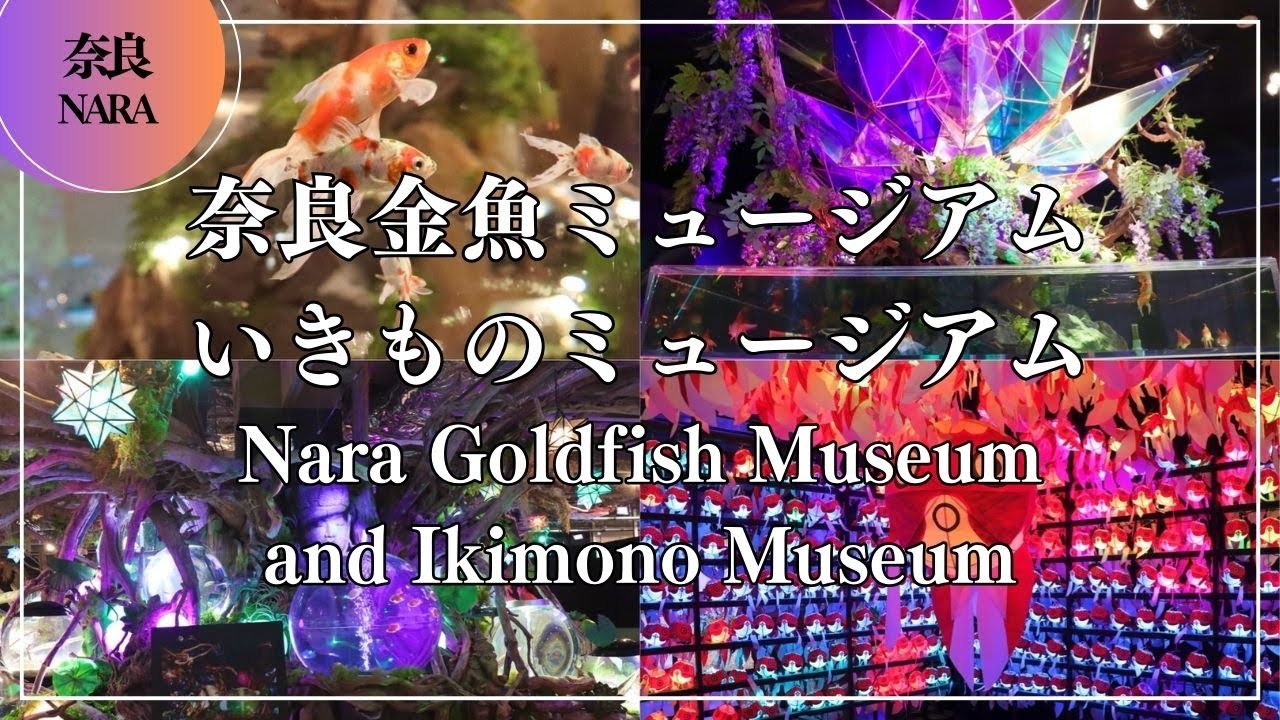 奈良金魚ミュージアム・いきものミュージアム Nara Goldfish Museum and Ikimono Museum | Japan travel aquarium