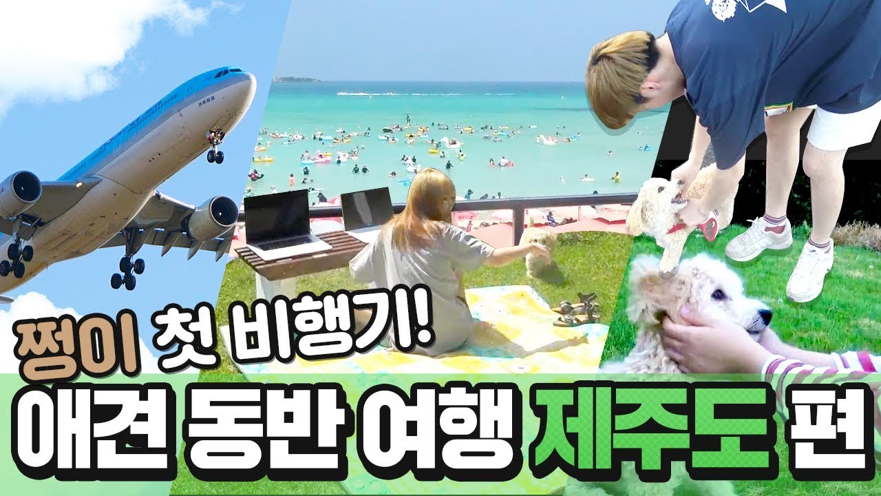애견동반 제주도 여행 다녀왔어요