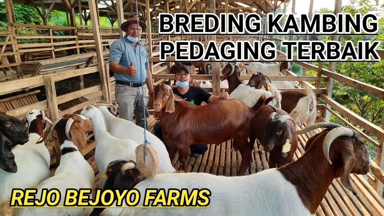 Peternakan Kambing Boer Terbesar