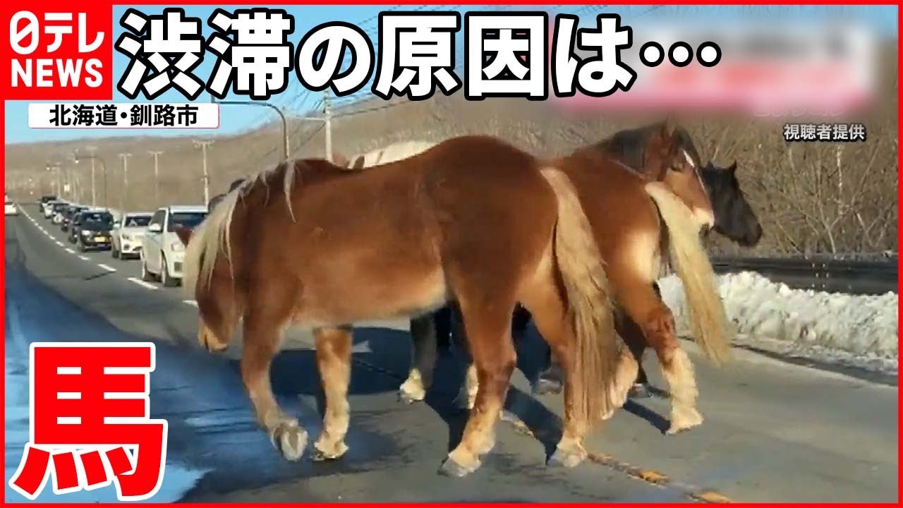 【渋滞】「あらら」大みそか…6頭が道路ふさぐ  北海道