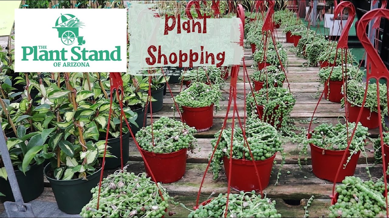 Incredible Deals at Plant Stand of AZ! Houseplant Shopping 🌱.
