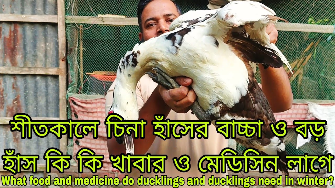 শীতকালে চিনা হাঁস সুস্থ রাখার জন্য কি খাবার ও মেডিসিন What food and medicine to keep Chinese ducks