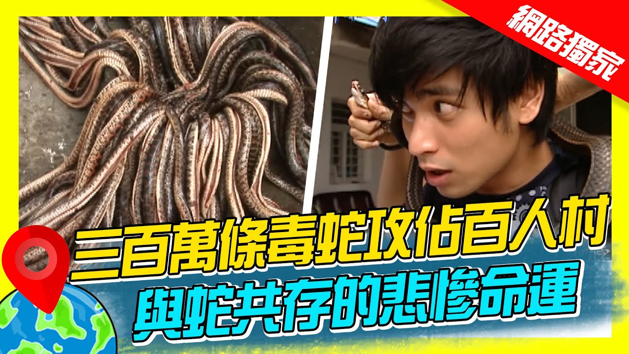 【世界毒蛇展】三百萬條毒蛇攻佔義烏百人村 揭開與蛇共存的悲慘命運｜《世界第一等》濃縮精華版 #世界該去哪