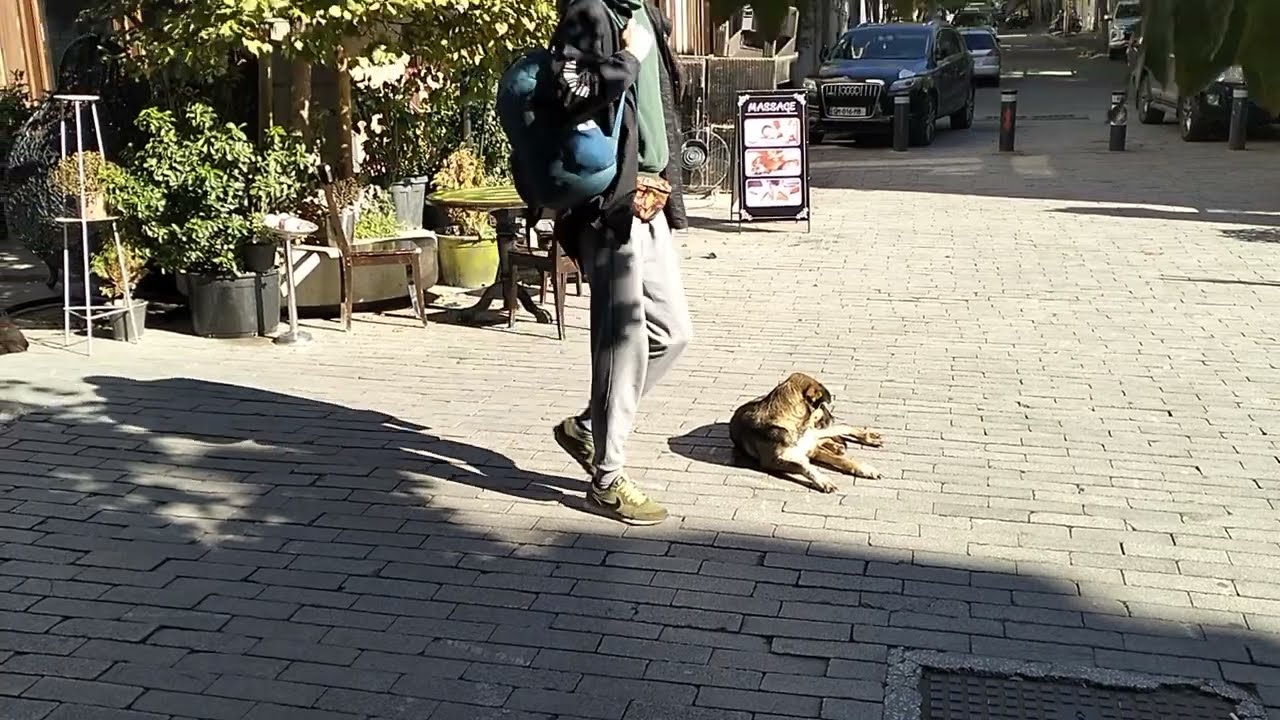 Heyvanlar haqqinda melumatlar