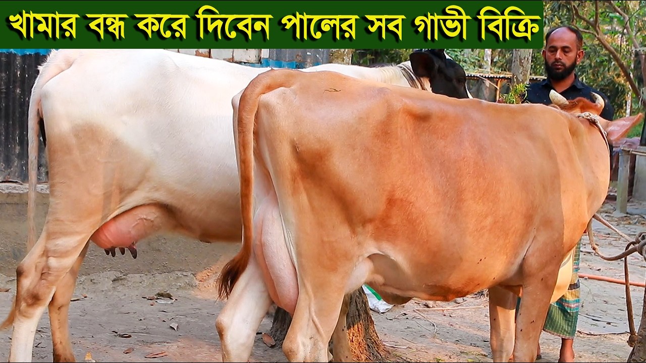 খামার বন্ধ করে দিবেন সব গাভী বকনা বিক্রি করে দিবেন প্রান্তিক খামারী dairy farm