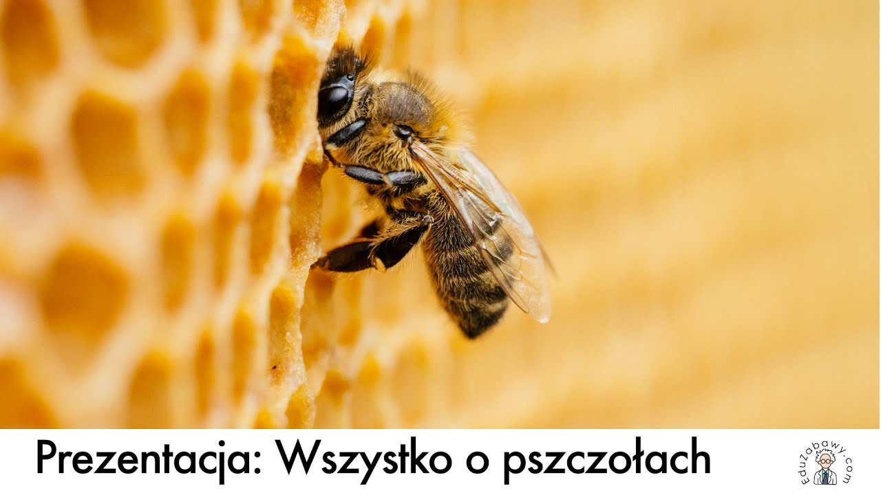 Prezentacja: 'Wszystko o pszczołach' dla dzieci, uczni&oacute;w. Film edukacyjny