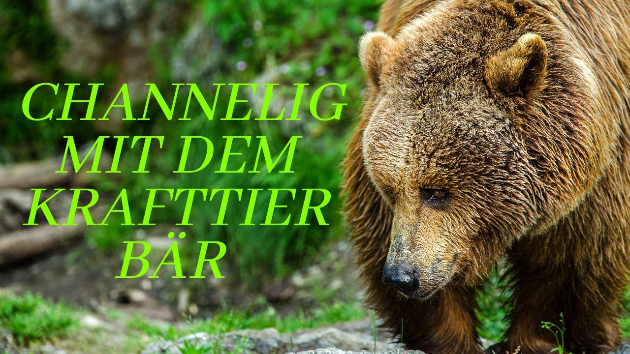 Krafttier Channeling Bär