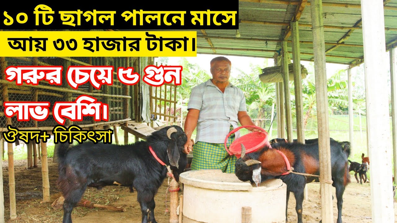 ১০ টি ছাগল পালনে বছরে আয় করুন ৪ লক্ষ টাকা। কিভাবে? Goat farm