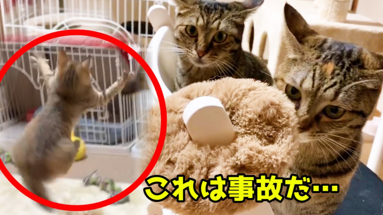 お姉ちゃん猫が落とした物にビックリしてハイジャンプする子猫　Kitten with a cute figure