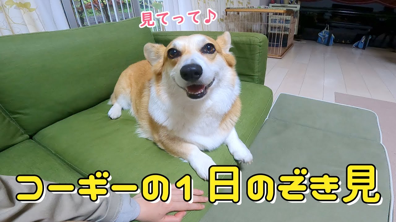 しっぽありコーギーフライの１日はいつもだいたいこんな感じ