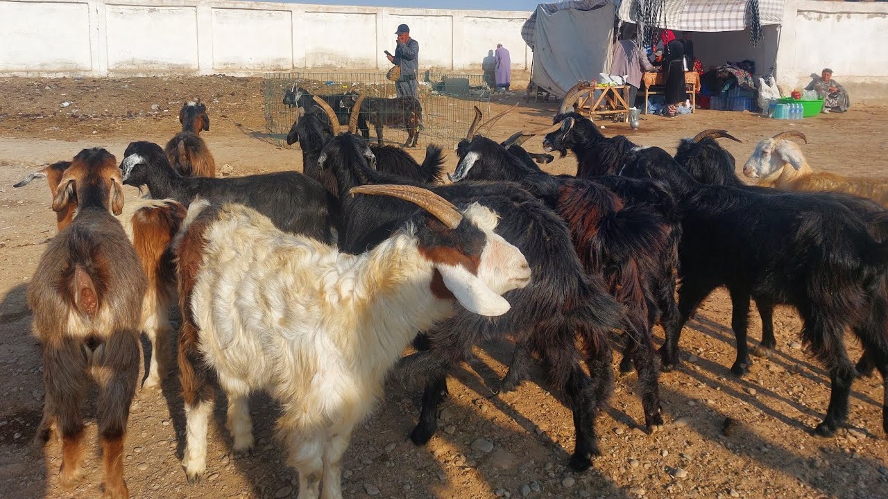 22.02.2026 ECHKI ULOQ TAKA SARKA NARXLARI DEXQONLARDAN QARSHI KARVON MOL BOZORIDA 