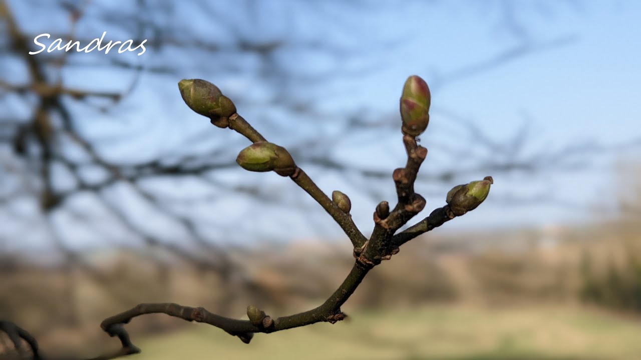 Baumknospenzauber - gesundes Fr&uuml;hst&uuml;ck mit Knospen von Linde, Buche und Kirsche