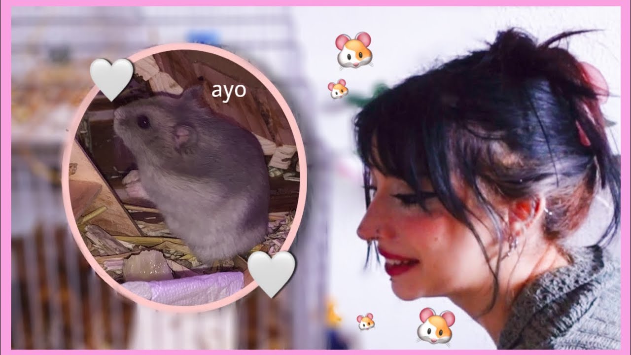 J’adopte un ANIMAL (ultra goofy)
